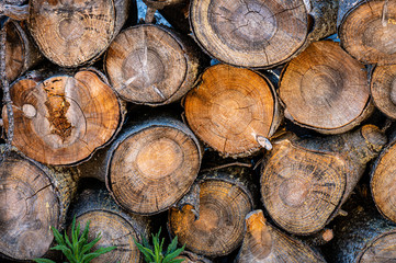 Trees that have been cut into logs and stacked into a pile showing the circular pattern of the tree.