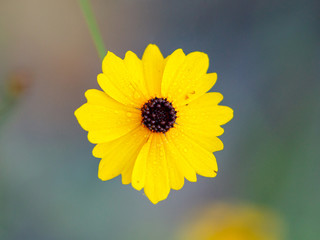 yellow flower with water droplets 