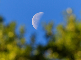 moon in the distance framed by green leaves