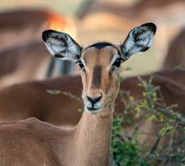 A female impala pauses from eating to look at the photographer in Botswana