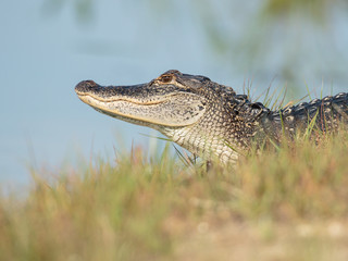 alligator