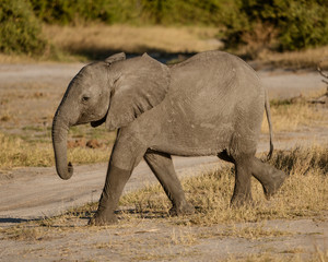 Baby elephant walks alone in short grass, approaching a road in Botswana