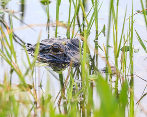 alligator in the water 