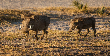 Two warthogs trot along the nearly barrent ground in Botswana