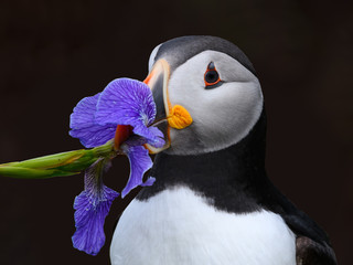 Atlantic Puffin Closeup Headshot Portrait with Flower