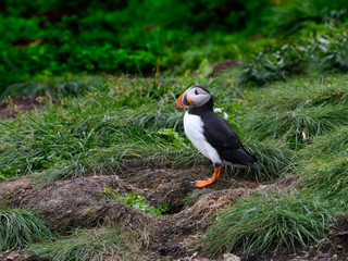 Atlantic Puffin Resting on the Nesting Site of the Cliff