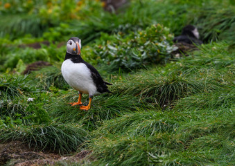 Atlantic Puffin Standing on the Nesting Site of the Cliff with Nest Burrows