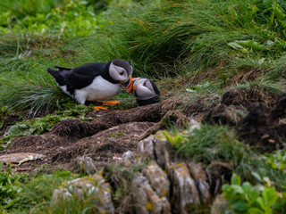 Atlantic Puffin Standing on the Nesting Site of the Cliff with Nest Burrows
