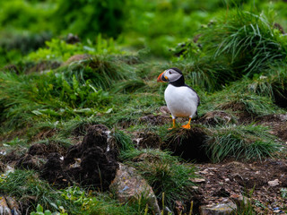Atlantic Puffin Standing on the Nesting Site on the Cliff