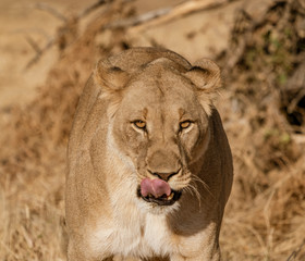 Female lion walks across dirt toad in Botswana