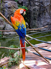 blue and yellow macaw