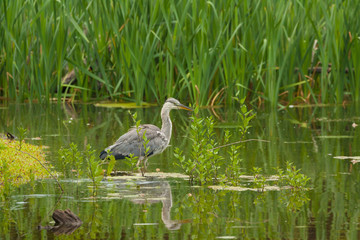 grey heron in pond looking for prey