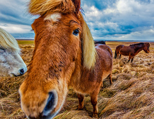 Icelandic Horses were bred specifically for the climate in Iceland