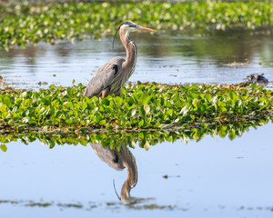 great blue heron with reflection