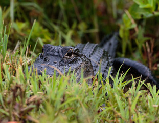 alligator hiding in the grass