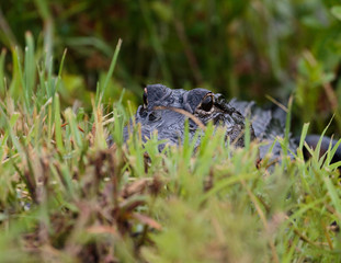 alligator in the grass
