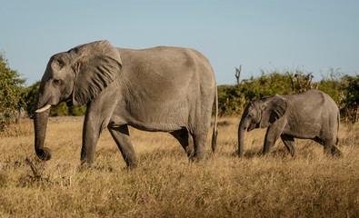 Obraz premium Family of elephants walks along river's edge