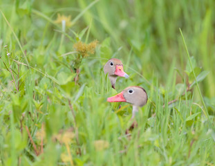 whistling ducks in the grass