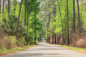 road into the forest