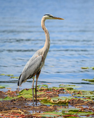 great blue heron 