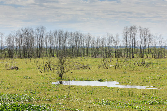 swamp landscape with sky