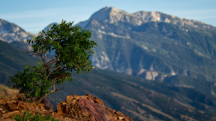 view of mountains an tree