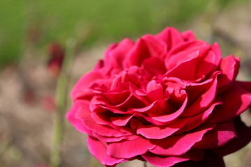 Red Rose in Garden