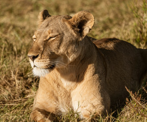 Adult female lions lies down, but constantly scans the horizon for food or threats in Botswana