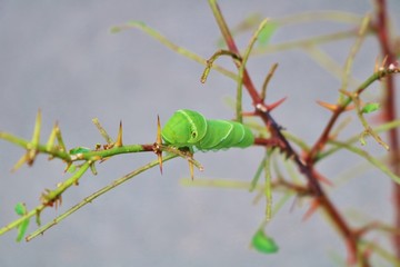 ちょう　あげは　幼虫　夏　サンショの木　栃木
