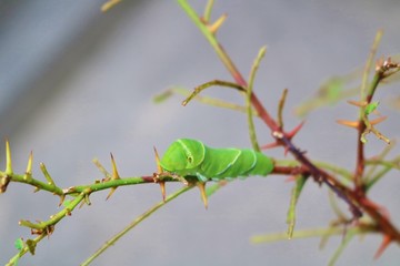 ちょう　あげは　幼虫　夏　サンショの木　栃木