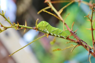 ちょう　あげは　幼虫　夏　サンショの木　栃木