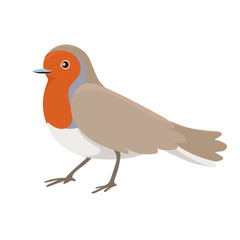 Robin bird sitting isolated on a white background. Vector graphics.