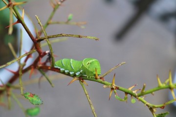 ちょう　あげは　幼虫　夏　サンショの木　栃木