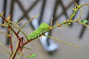 ちょう　あげは　幼虫　夏　サンショの木　栃木