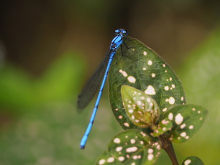 Blue Dragonfly