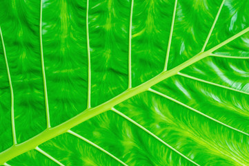 Green leaf background, Texture of green leaf, Green leaf with details of leaves for background.