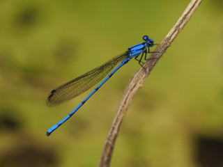 Blue Dragonfly