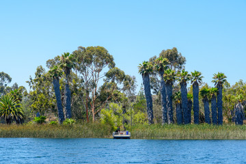 Lake with small wood pier & blue water, trees and native wetland plants during nice blue sky summer day. Miramar reservoir in the Scripps Miramar Ranch community, San Diego, California. 