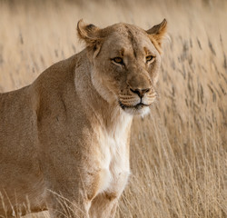 Female lion walks across dirt toad in Botswana