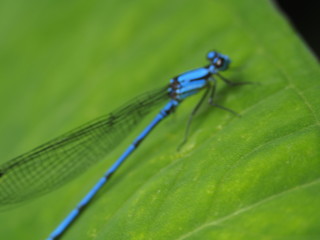 Blue Dragonfly