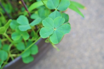 くろーばー　5枚　葉　幸運　杤木