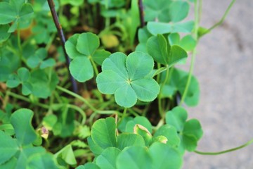 くろーばー　5枚　葉　幸運　杤木