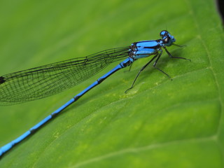 Blue Dragonfly