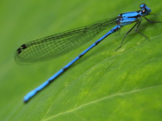 Blue Dragonfly