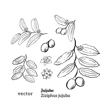Set of black and white ink sketch hand drawn illustrations of Jujube plant, Ziziphus jujuba, with branch, fruit, leaves, and flowers in vintage retro style.