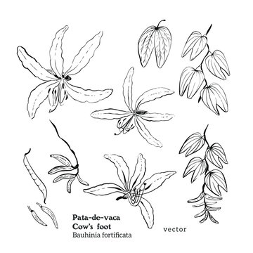 Vector hand drawn black and white set of illustrations in sketch ink vintage style of Orchid tree plant, Bauhinia fortificata or Pata de vaca, with flowers, leaves, branch and pod.