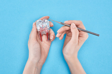 cropped view of woman holding dental tool near tooth model with red dental root isolated on blue
