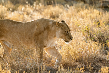 Female lion walks across dirt toad in Botswana