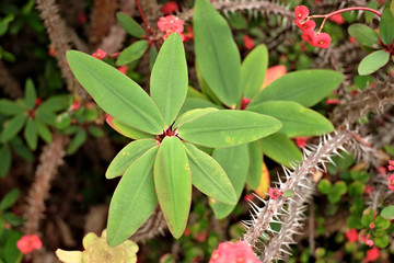 Radial leaves of prickly euphorbia plant.