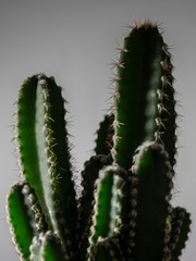 cactus isolated on white background